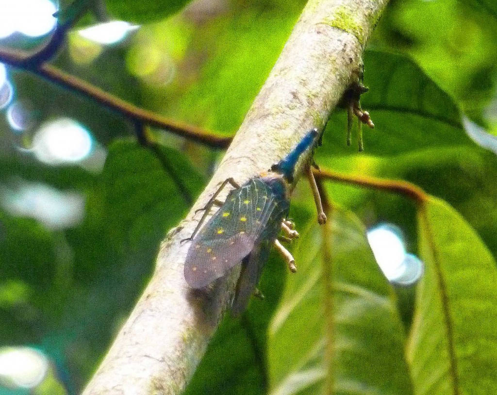 elephant_insect