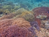 Coral, Sipadan