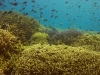 More coral, Sipadan