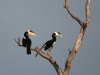 hornbill