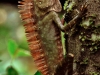 Crested lizard, Ulu Temburong National Park