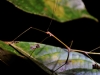 Stick Insect