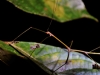 Stick Insect