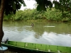 Tubing Temburong river