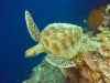 Green Turtle