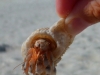 hermit_crab