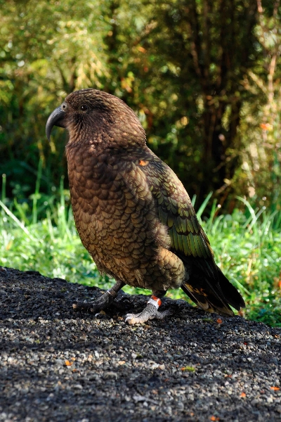 kea