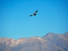 condor2