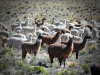 llamas