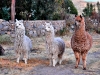 llamas2