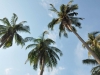 Coconut trees